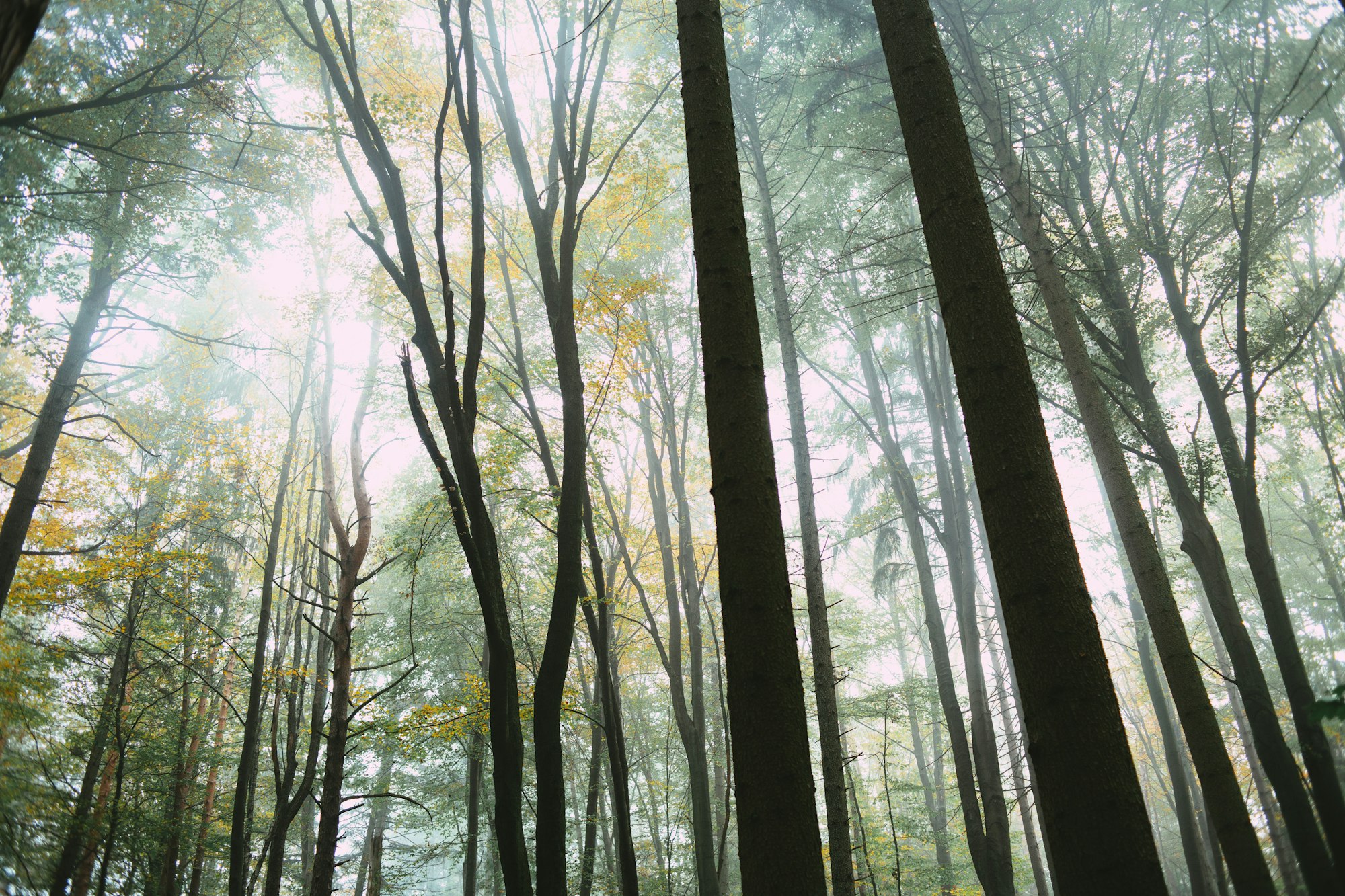 Sunlight filtering through tall forest trees